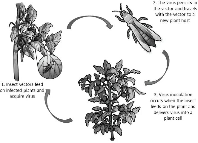 Plant girls insect invasion. Plant virus. Insect-borne transmission. Трипсы строение. Planting viruses.