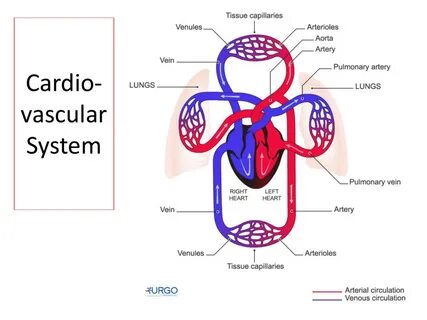 Cardiovascular system