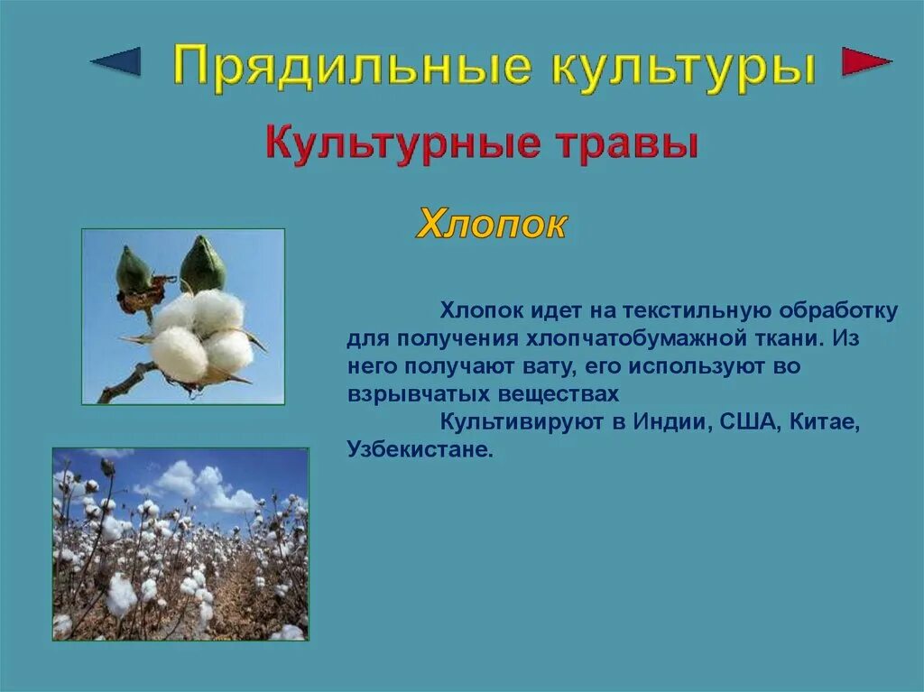 Хлопок растительного происхождения. Культурные растения прядильные растения. Прядильные культуры 3 класс. Прядидильные культуры. Хлопок дикорастущий или культурный.