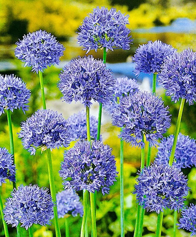 Аллиум голубой (Allium caeruleum). Аллиум Аквамарин. Лук голубой Allium caeruleum. Лук декоративный Азуреум. Лук ин май айс