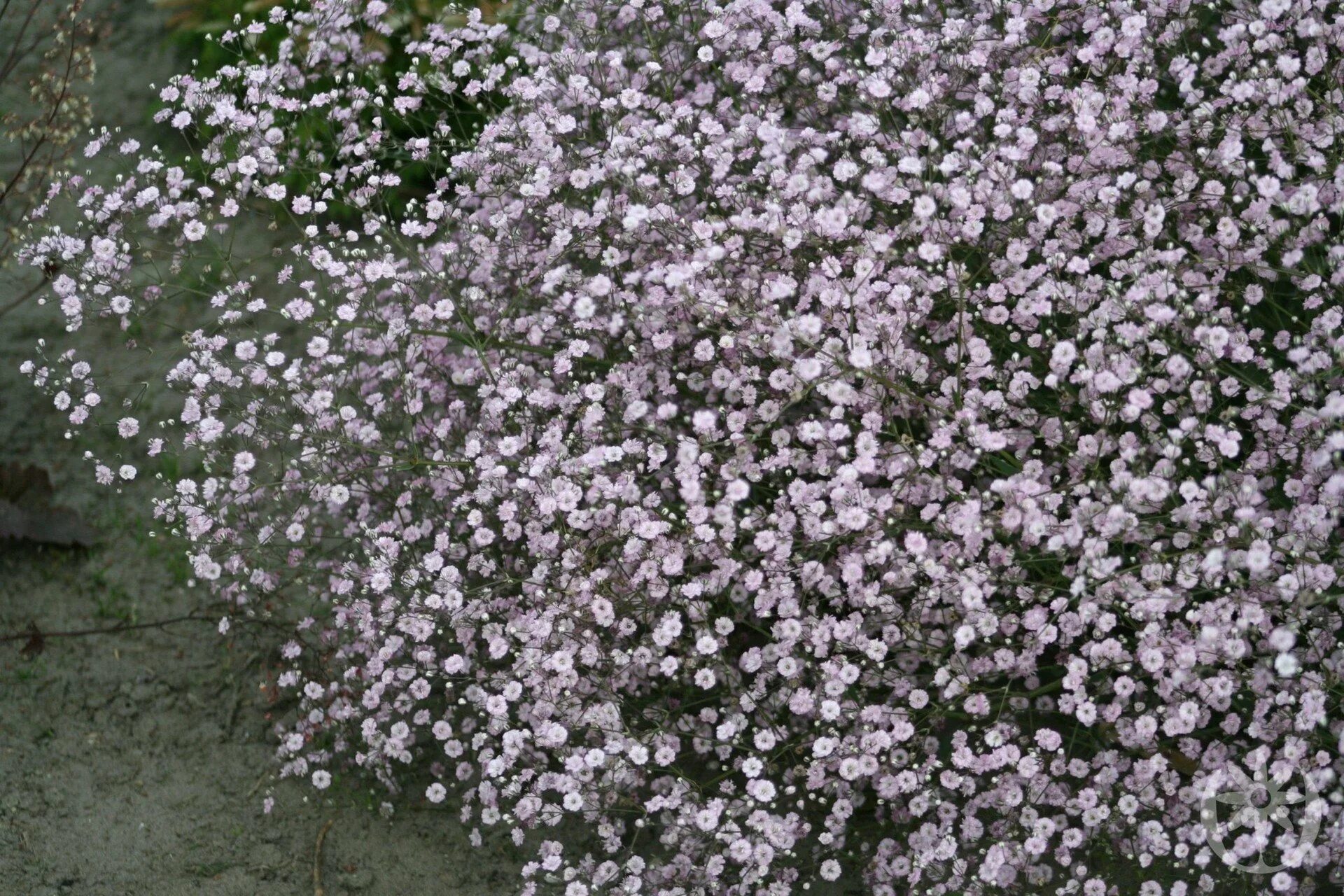 Гипсофила Gypsophila Flamingo. Гипсофила paniculata ‘Flamingo’. Гипсофила метельчатая (Gypsophila paniculata). Гипсофила Gypsophila paniculate "'Flamingo. Гипсофила розовая многолетняя