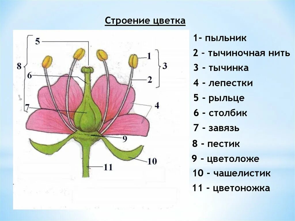 Тычиночная нить цветоножка завязь. Строение цветоложе. Строение цветка тычиночная нить. Пыльник цветоножка и тычиночная нить. Строение цветка самостоятельная