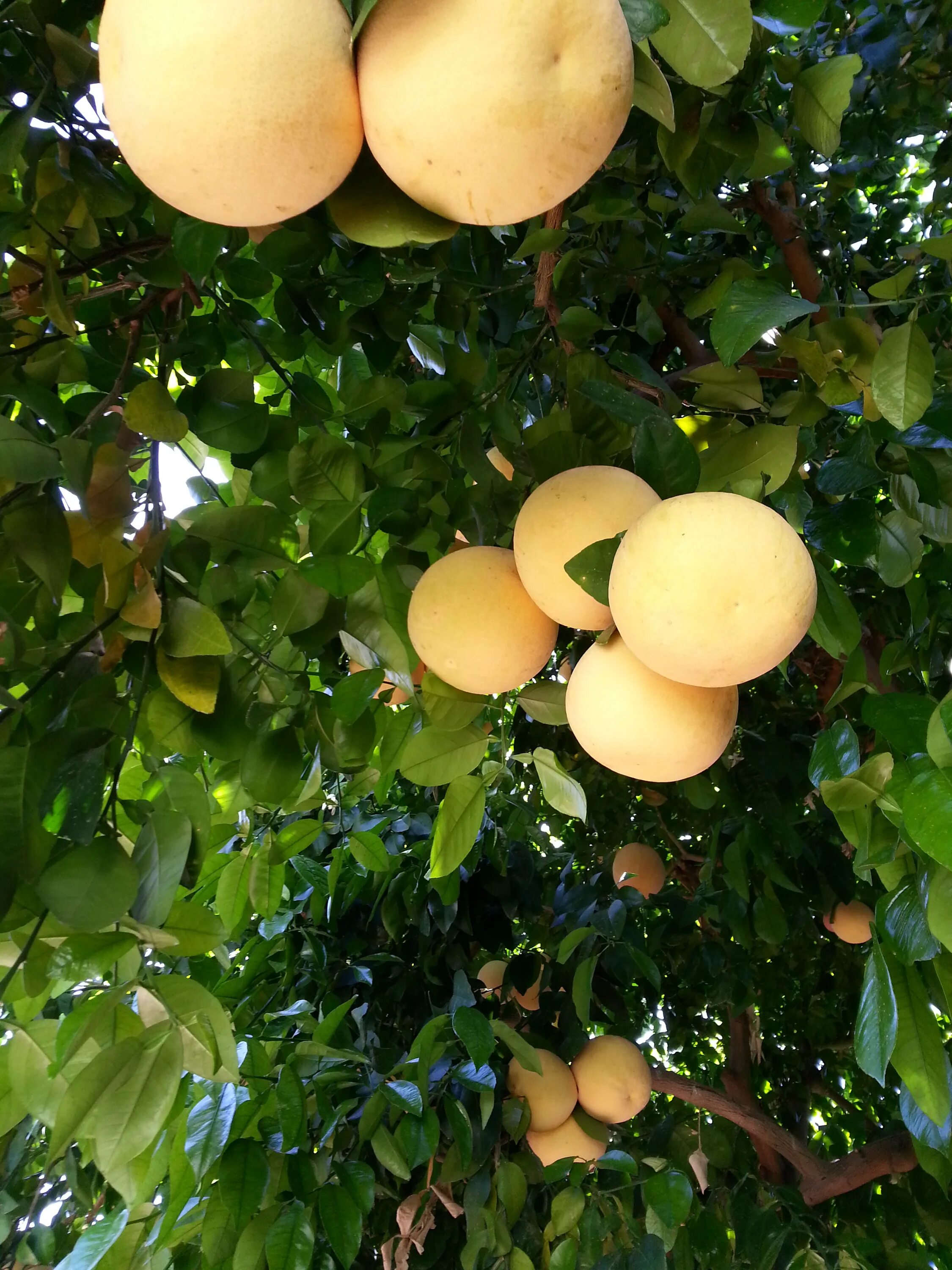 Памела дерево. Куст помело. На каком дереве растет помело. Памела фрукт на дереве. Цветущая помело.