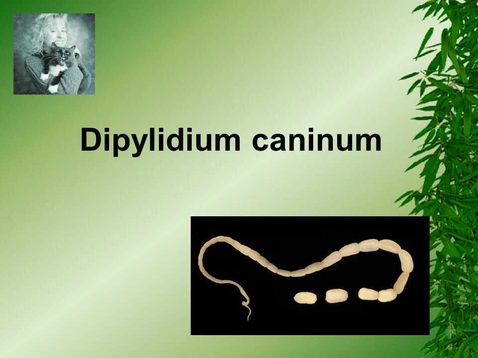 Dipylidium caninum. Dipylidium caninum (дипилидиоз, огуречный цепень). Дипилидиум канинум морфология.