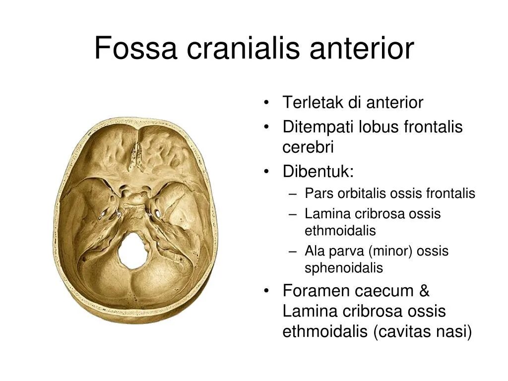 Pars orbitalis. Форамен цекум. форамен этмоидалис. lamina orbitalis ossis ethmoidalis. foramina cribrosa ossis ethmoidalis.