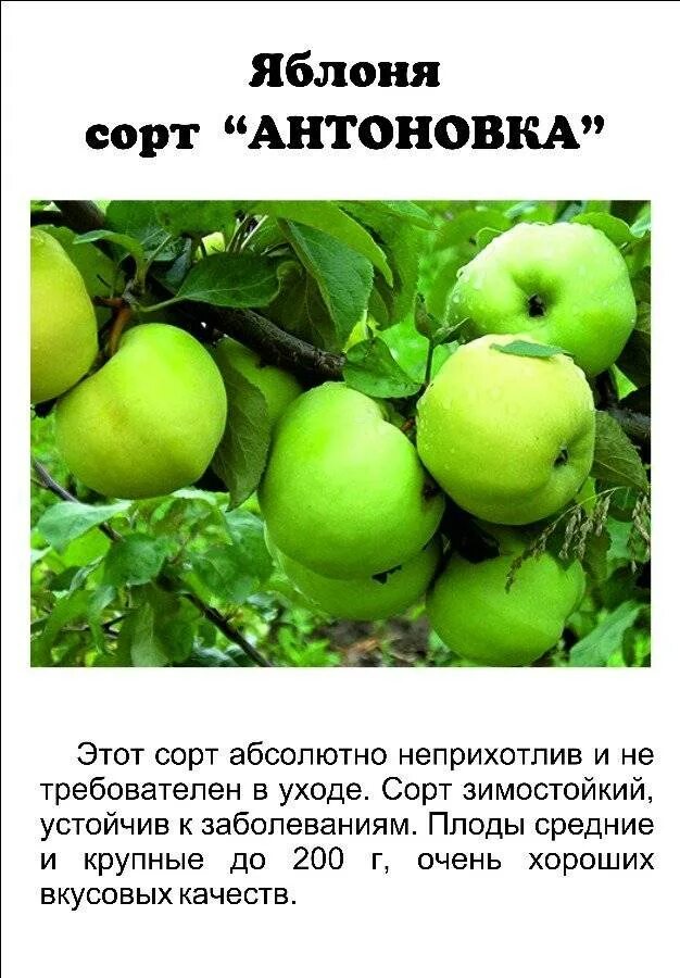 Сорт яблони антоновка. Сорт яблони антоновка. Антоновка характеристика. Яблоня антоновка. Антоновка обыкновенная.