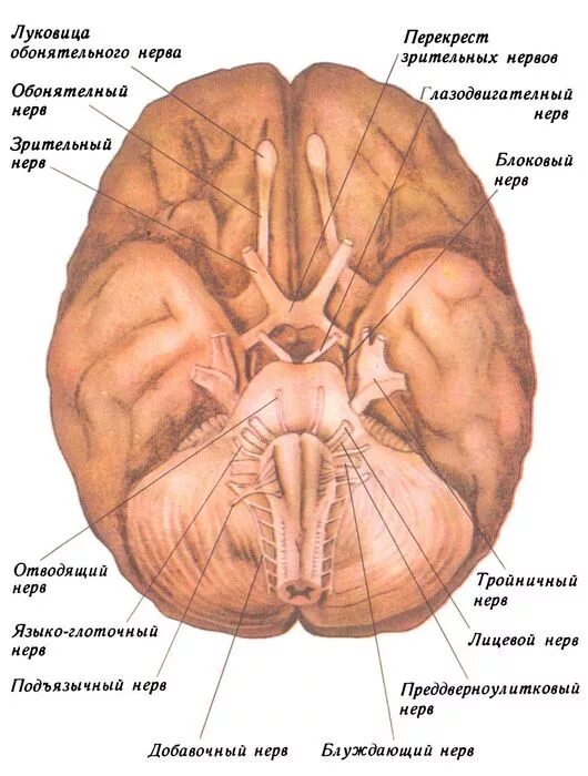 Количество нервов в головном мозге. 12 Пар черепно мозговых нервов схема. 12 Пары черепных нервов анатомия. Топография 12 пар черепных нервов. 12 Пар черепно мозговых нервов анатомия.