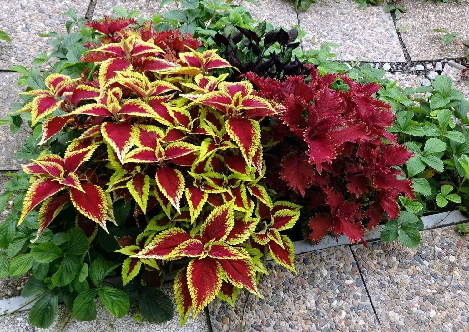 Колеус в огороде. Колеус sparkler. однолетники колеус. колеус ренельта coleus rehneltianus. колеус langostino.