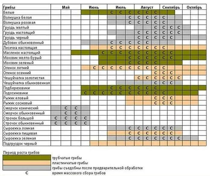 Через сколько времени вырастет. Таблица сбора грибов по месяцам. Таблица роста грибов по месяцам. Таблица грибов когда растут. Сезонность грибов таблица.