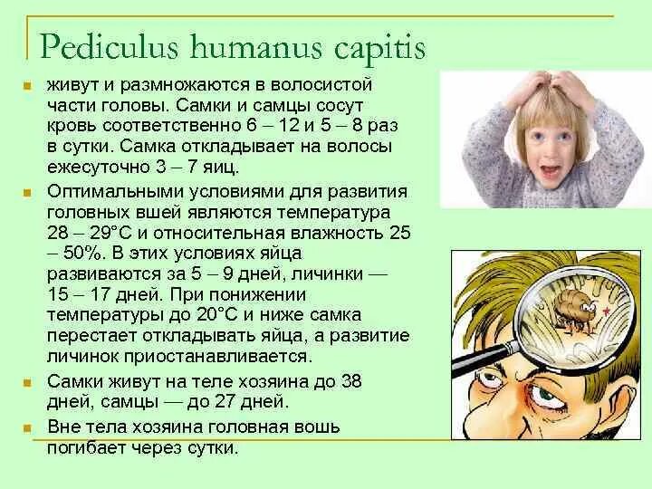 При какой температуре гибнут вши. Головные вши размножение и развитие. вши размножение и развитие в голове. вши у детей как быстро размножаются. вне тела хозяина головная вошь погибает.