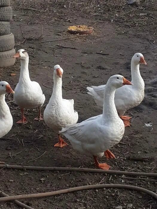 5 гусей. Гуси. Гусь идет. 5 гусей. 5 гусей.
