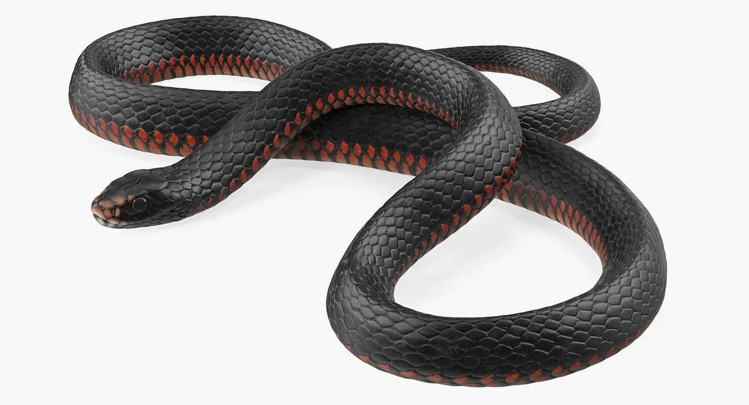 D snake. Блейк Снейк чёрная змея. Белая змея на черном фоне. Змея черная ползет. Черная гладкая змея.