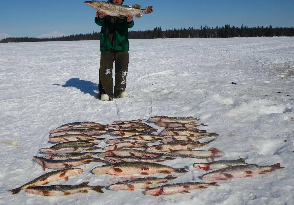 Зимняя рыбалка на щуку. Щука первый лед. Много щуки на льду.