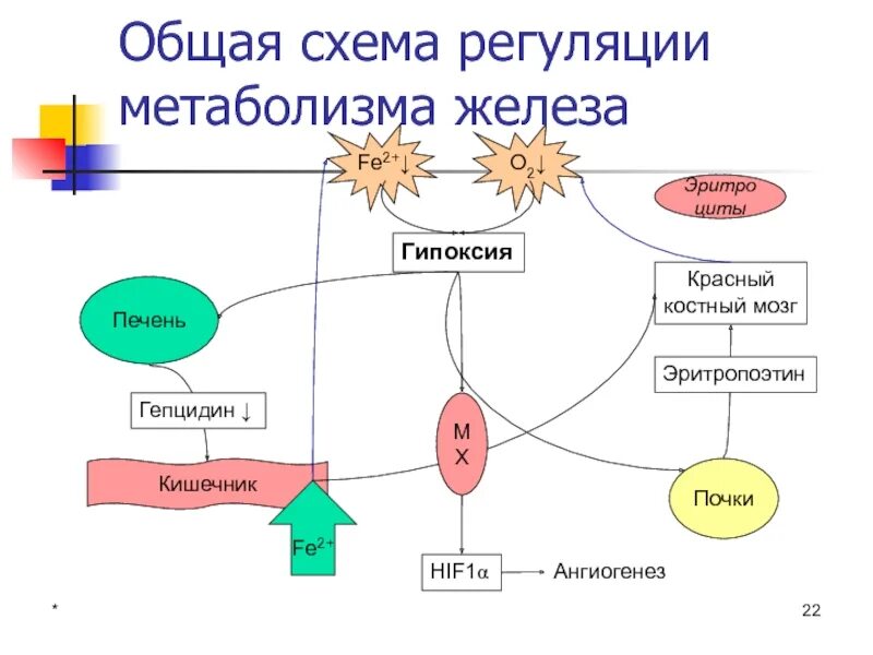 Эритропоэтин железо. Эритропоэтин регуляция секреции. препарат железа эритропоэтин 2000. эритропоэтин схема. рекомбинантный человеческий эритропоэтин.