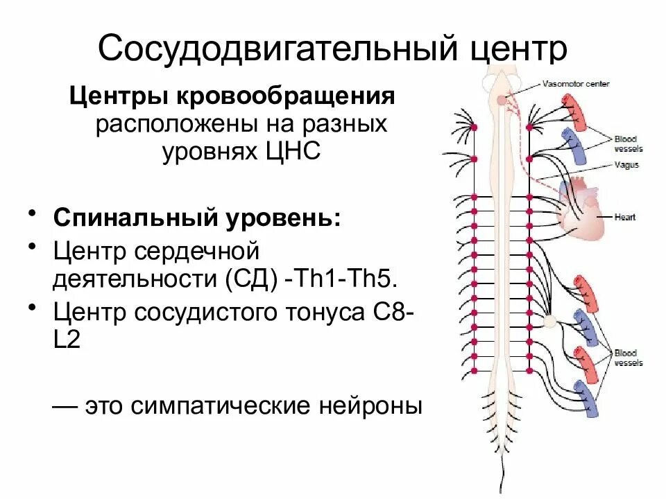 Сосудодвигательный центр в мозге. Сосудодвигательный центр Овсянников. Структура сосудодвигательного центра. Сосудодвигательный центр физиология. Центры регуляции сосудистого тонуса расположены в.