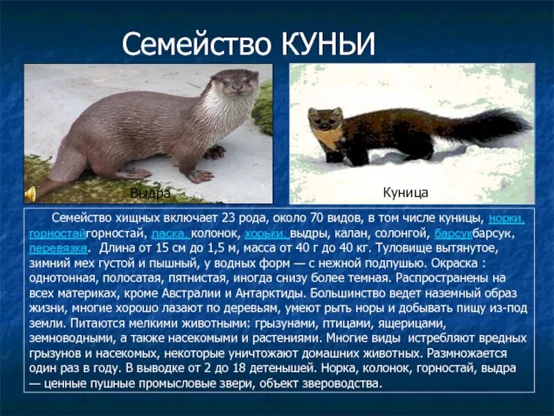 Чем отличается куница от. Соболь семейство куньих. норка семейство куньих. соболь куница хорек. соболь норка куница.