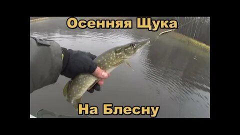 Щука осень 2024