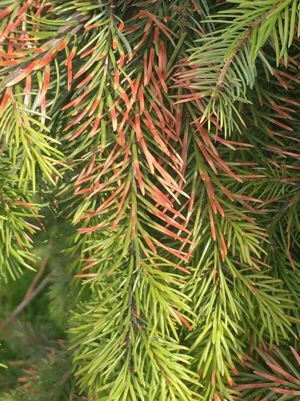 Шютте пихты. Шютте хвойных ель. Шютте Pinus Sylvestris. Обыкновенное Шютте сосны. Пожелтение хвойных