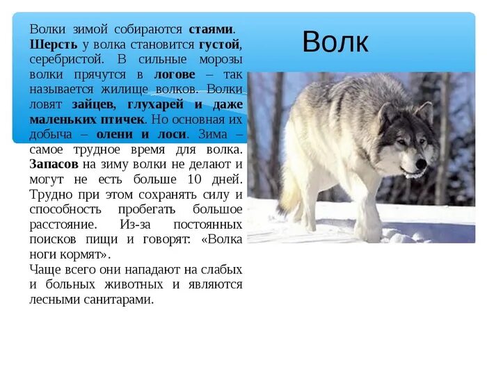 Сообщение о животном 2 класс окружающий мир. Рассказ о волке 1 класс окружающий мир. описание волка для 3 класса. рассказ про волка 5 класс. рассказ о волке 2 класс.
