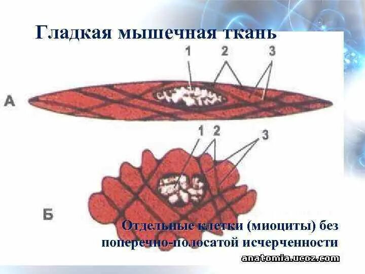 Состоит из клеток миоцитов