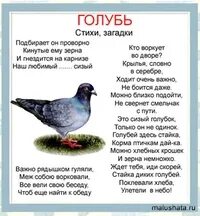 Короткие стихи про птиц