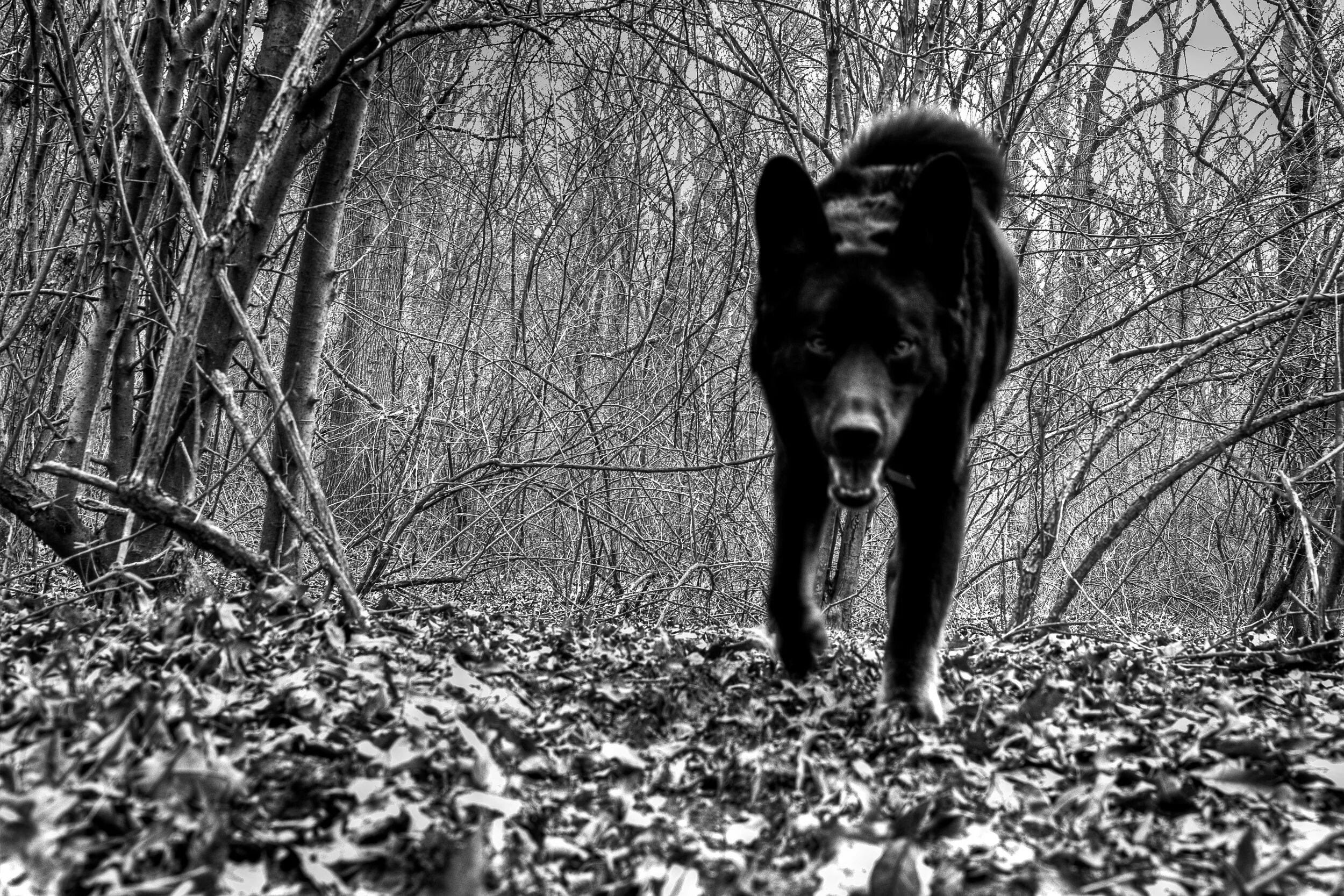Черная собака песня. Черная собака в лесу. Злые собаки в лесу. Чёрная овчарка в лесу. Черная собака мистика.