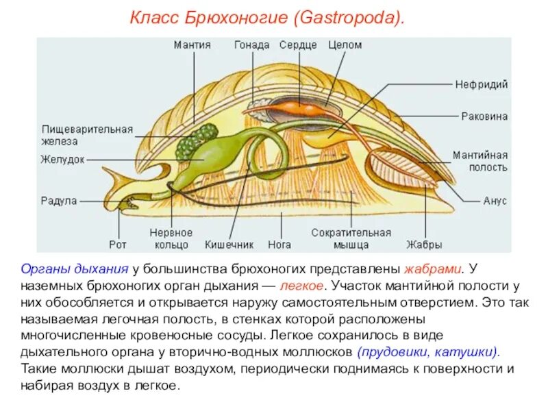Улитка егэ. Двустворчатые моллюски мантийная полость. Внутреннее строение моллюсков мантийная полость. Мантия и мантийная полость у брюхоногих. Опорно двигательная система брюхоногих моллюсков.