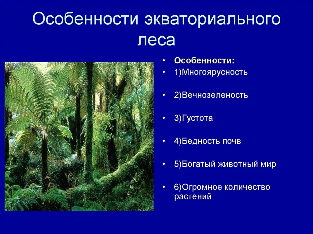 Типичные растения влажных экваториальных лесов. Влажные экваториальные леса особенности природной зоны. характеристики зоны влажных экваториальных лесов. влажные экваториальные тропические леса растения. экваториальный влажный тропический лес растения.