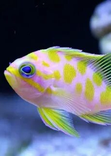 Colorful fish