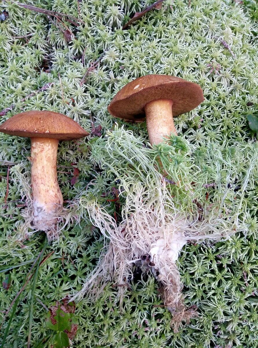 Как называется корень гриба. Микориза гриба. Гломус грибы микориза. Грибная микориза. Микориза грибокорень.