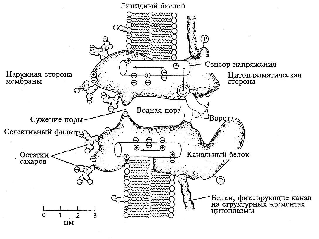 5 строение канала. Ионные насосы и ионные каналы. схема строения ионного канала. схема натриевого ионного канала мембраны. строение ионных каналов физиология.