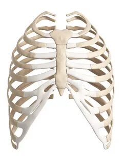 Rib фото