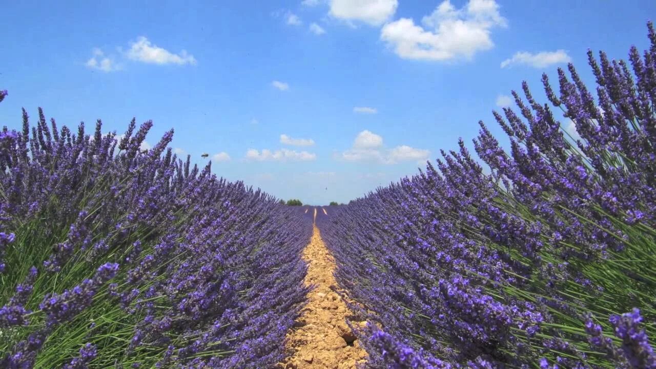 Листья лаванды. Лаванда du Verdon. Лаванда листья. Лаванда фото крупным планом листья. Лаванда фото крупным планом распустившаяся.