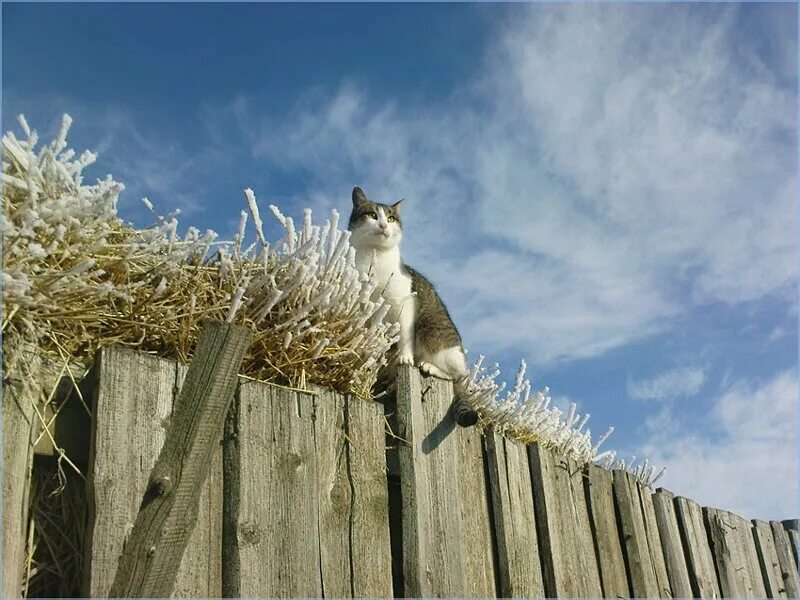 Кот ждет весну. Кот весной. Животные ждут весну. Ждущие животные. Котик ждет весну.