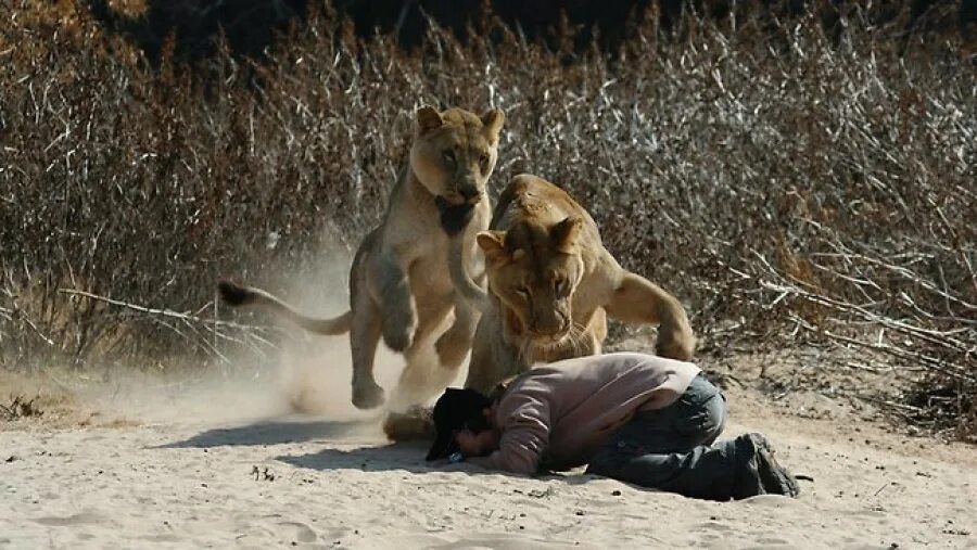 Нападение льва львов. Черная пантера и Кевин Ричардсон. Нападение животных на людей.