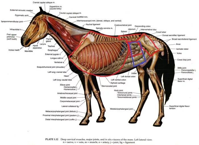 Horse anatomy Horses, Horse anatomy, Quarter horse
