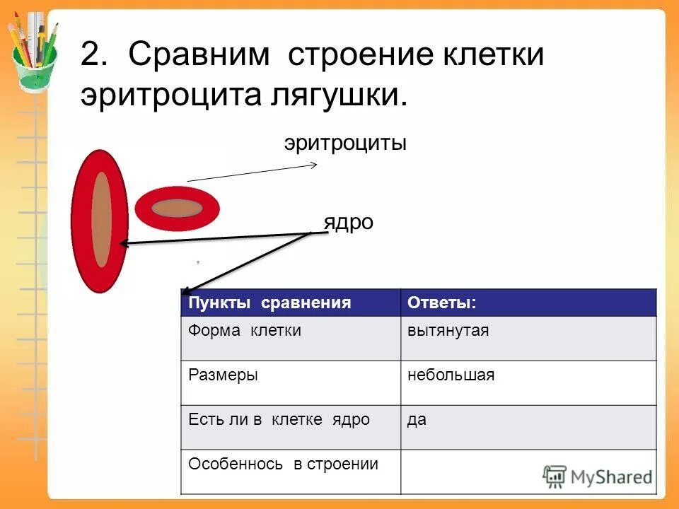 Строение эритроцита человека