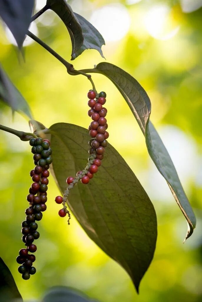 Перец черный горошек растение. Как растет перец горошком черный в природе