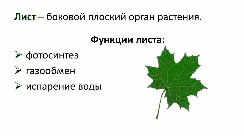 Главная функция листьев дуба связана с