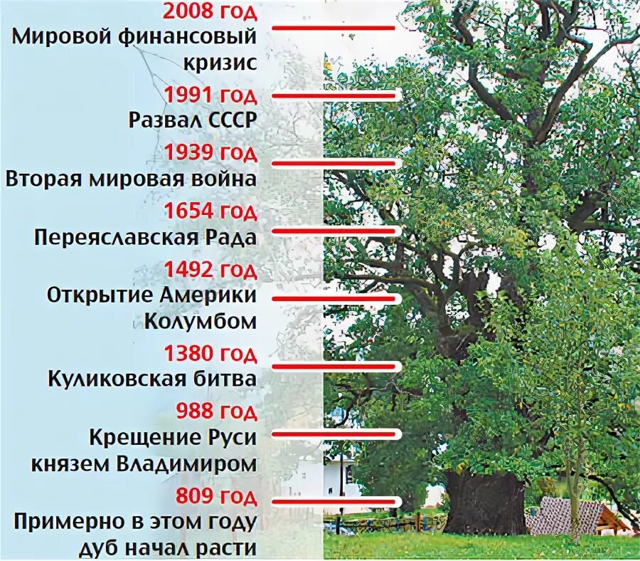 Рост деревьев в год. Продолжительность жизни деревьев. таблица деревьев. жизни разных деревьев. продолжительность жизни дуба.