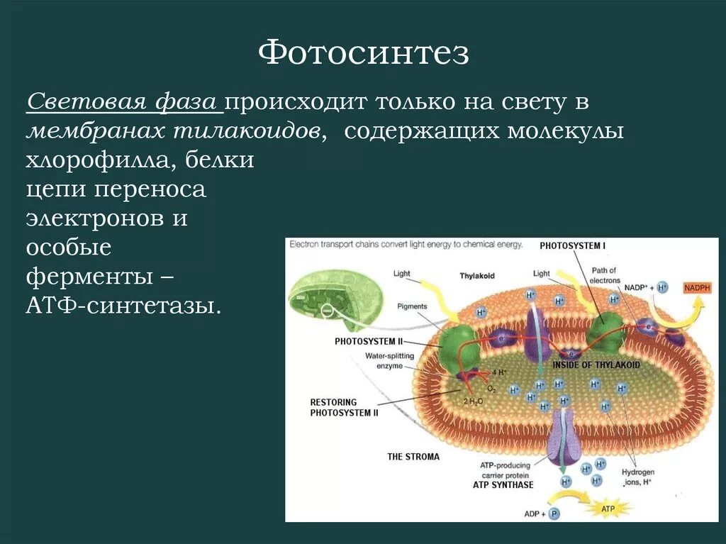 Мембрана тилакоида процессы фотосинтеза. Световая фаза фотосинтеза на мембране тилакоида. Мембрана тилакоида световая фаза. Фотосинтез схема на мембране тилакоида. Фотосинтез происходит в клетках содержащих хлорофилл