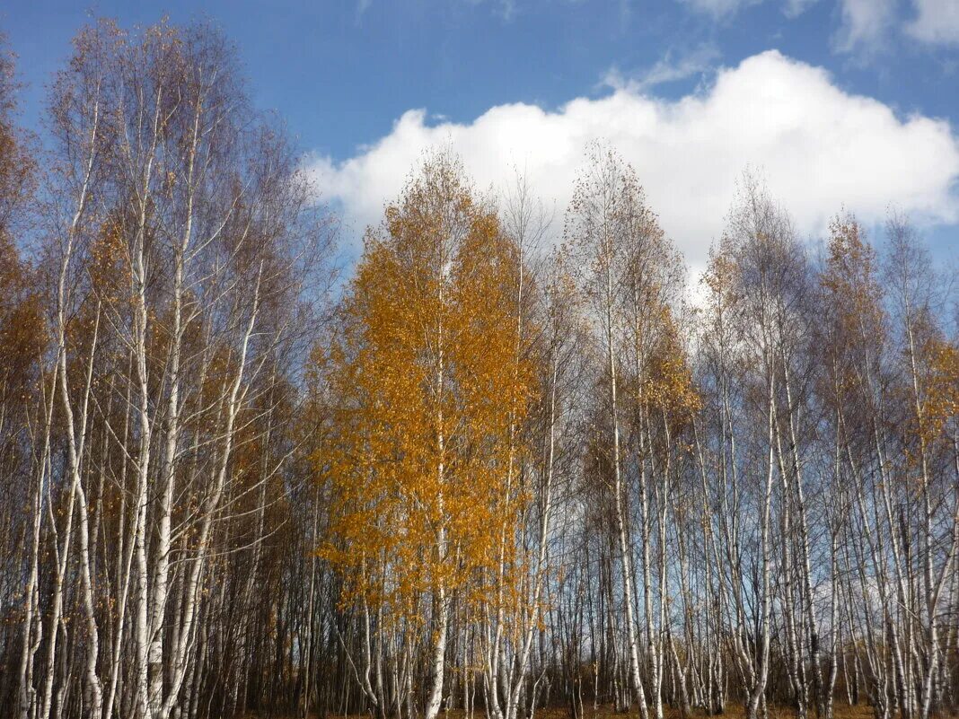 Октябрь березки