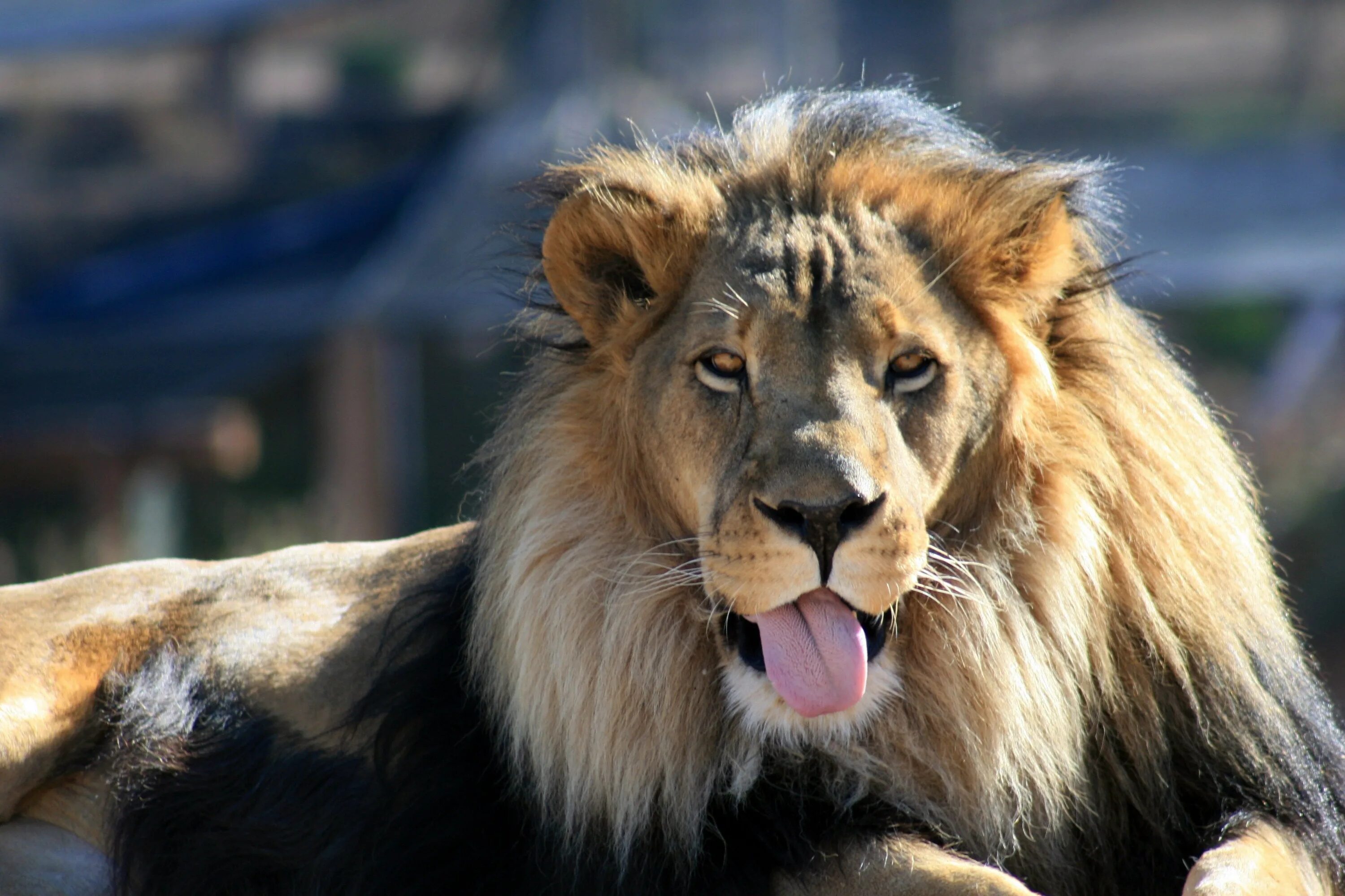Лев. Лев с высунутым языком. Африканский Лев морда. Львов фото.