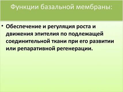 Базальная мембрана функции