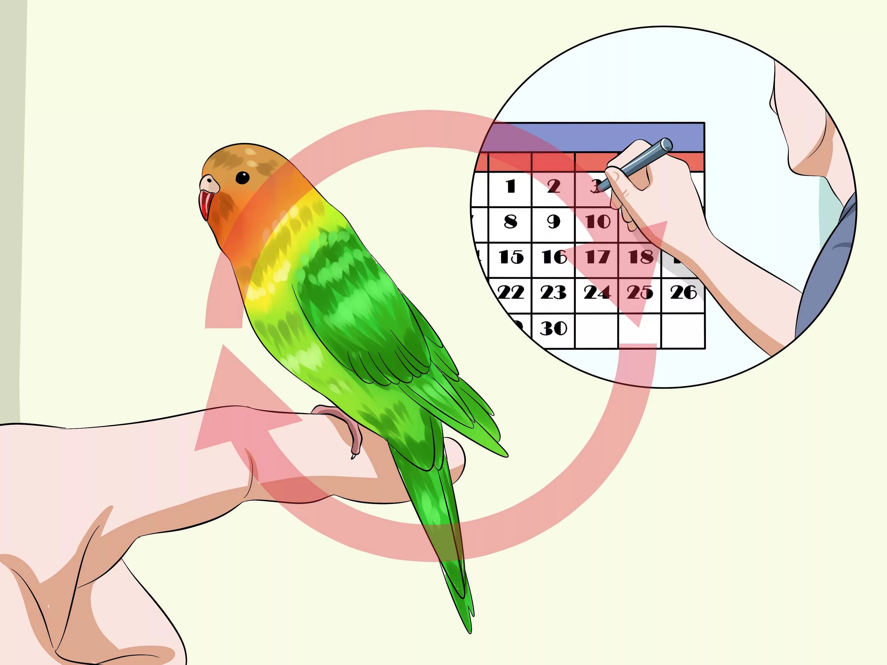 Энциклопедия про попугаев для детей. Говорящего попугая гошу видео. Волнистый попугай смешной с фразами. Урок для попугая. Амазон и ожереловый попугай.