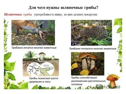 Грибы препятствуют разложению растительных остатков в лесу