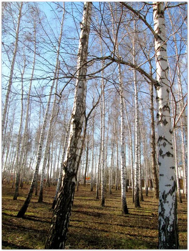 Весенняя береза. Береза весной. Березка весной. Какая береза весной