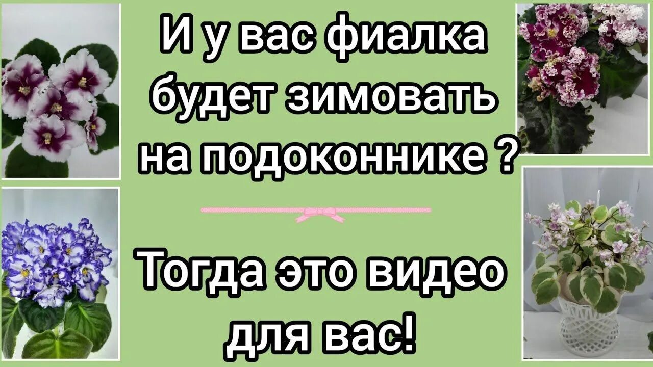 Чем подкормить фиалки весной. Как укреплять фиалку. Как правильно подкармливать фиалки. Мини фиалки быстро растут. Стимуляция фиалки к цветению легко.