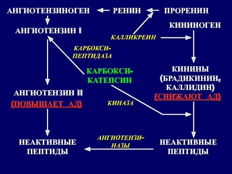 Гормоны регулирующие обмен кальция и фосфора. Схема регуляции обмена кальция. схема регуляция фосфатно-кальциевого обмена. фосфорно-кальциевый обмен схема. регуляция фосфорно-кальциевого обмена биохимия.
