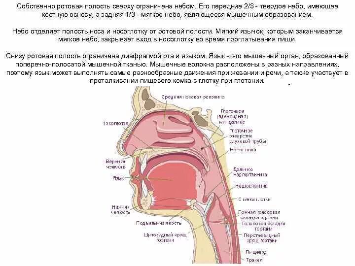 Полость рта костные стенки. Собственно полость рта ограничена снизу. Собственно ротовая полость. Строение ротовой полости и органов. Собственно полость рта ограничена сверху.